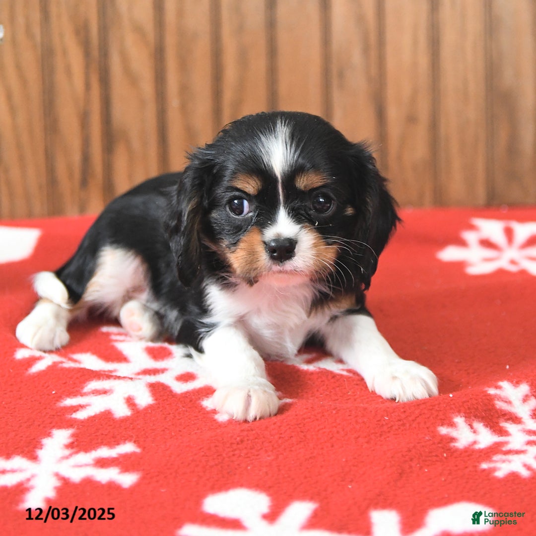 Cavalier King Charles Spaniel dogs for sale: Sparky - Ad 4