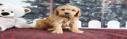 Mini Goldendoodle dogs for sale: Layla - Ad 2