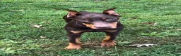 Doberman Pinscher dogs for sale: Diesel - Ad 15