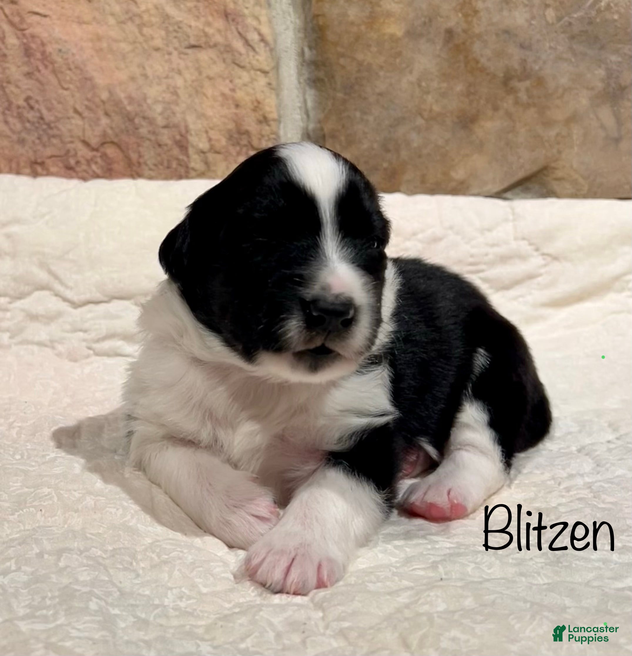 Australian Shepherd dogs Blitzen - Ad 8