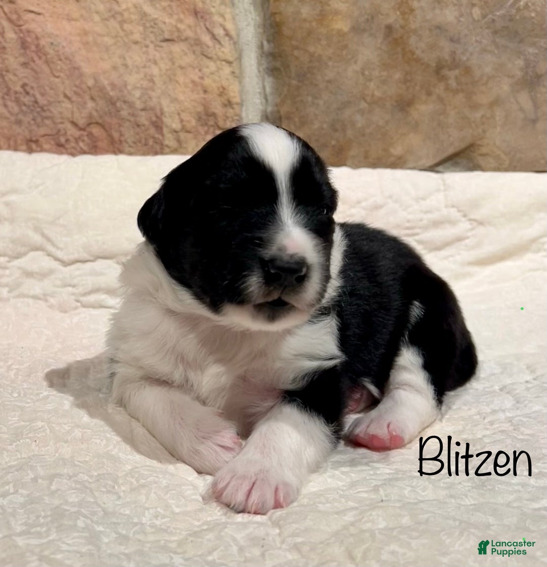 Australian Shepherd dogs for sale: Blitzen - Ad 1