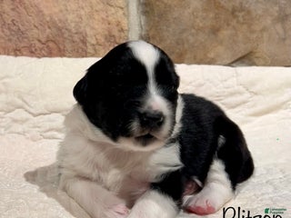 Australian Shepherd dogs Blitzen - Ad 6