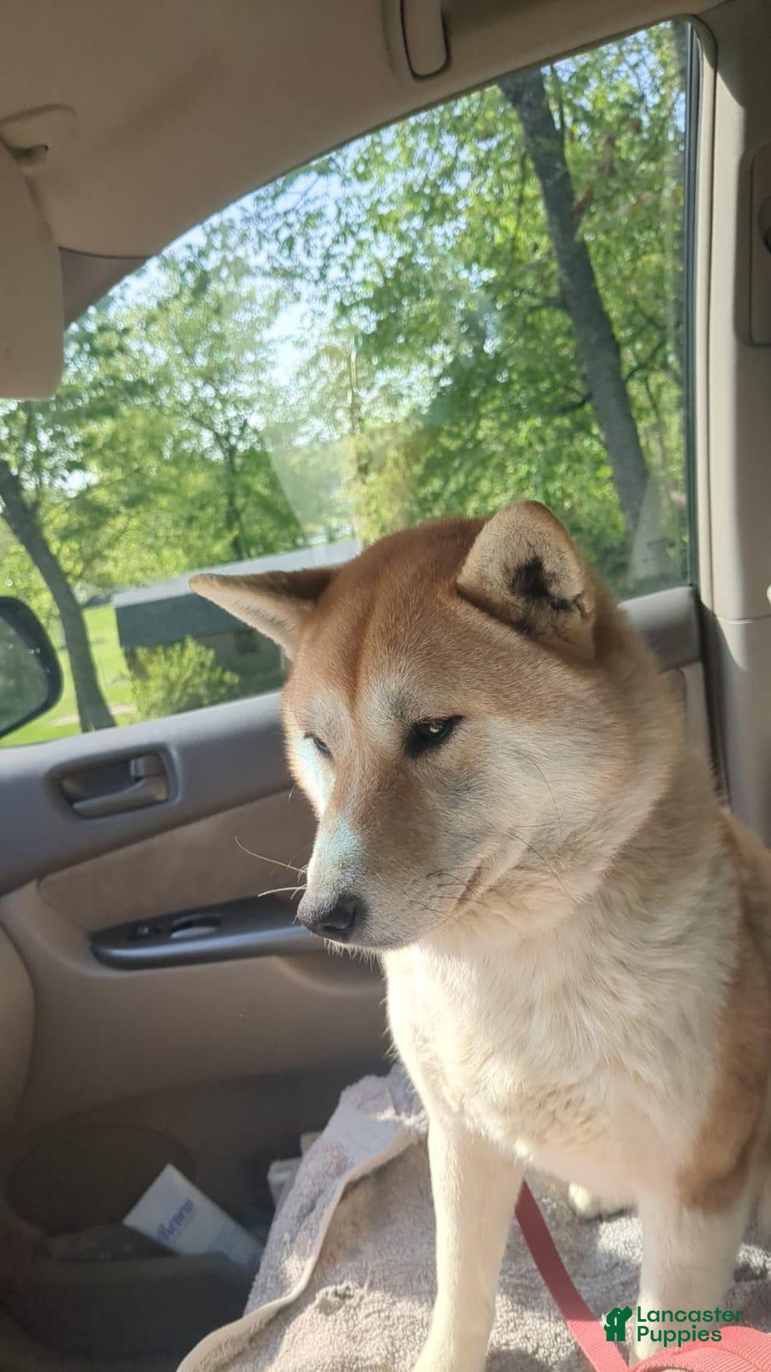 Shiba Inu dogs for sale: Tallie - Ad 3