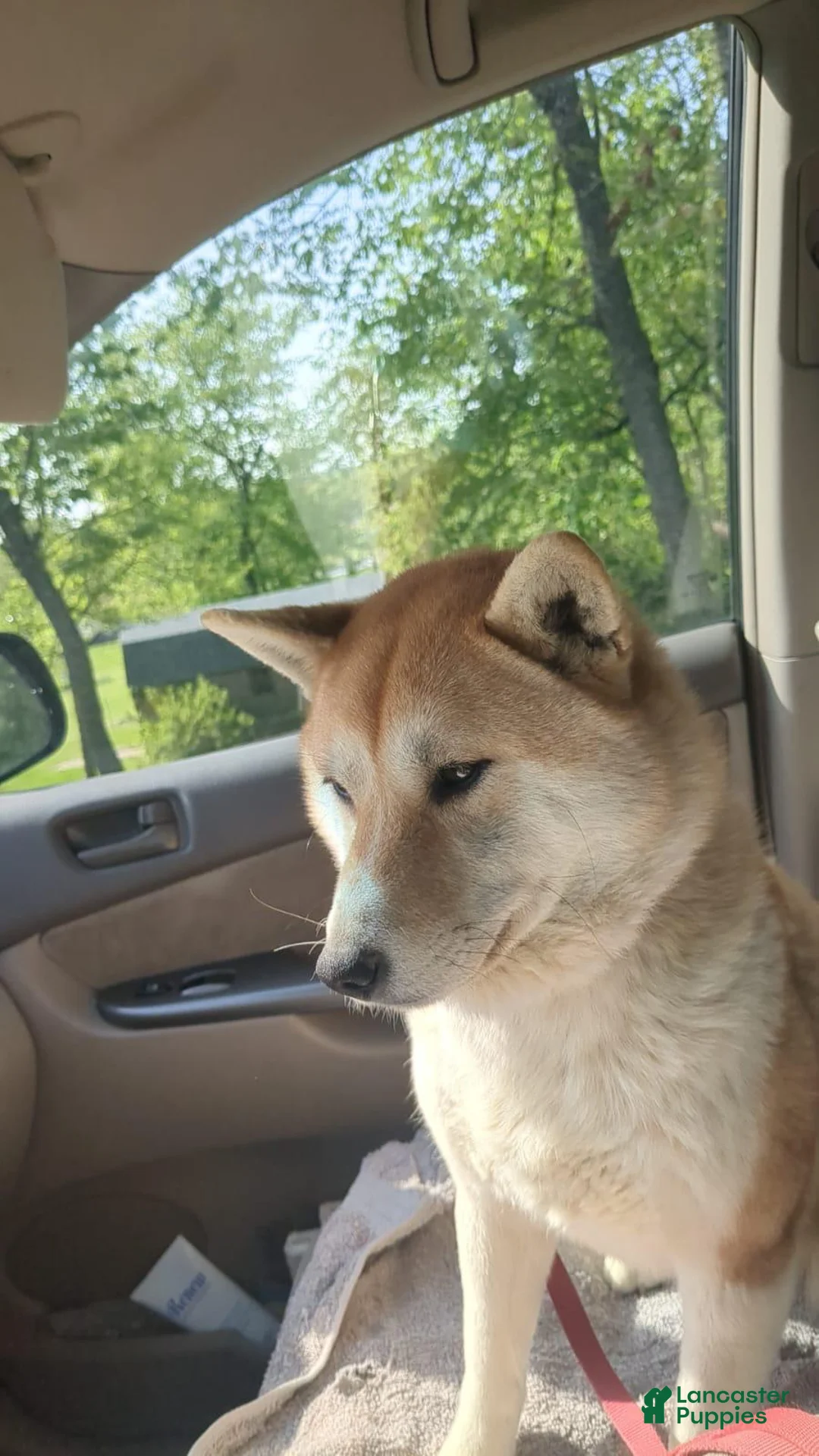 Shiba Inu dogs for sale: Tassy - Ad 18