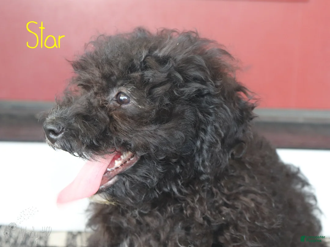 Mini Bernedoodle dogs for sale: Star - Ad 2