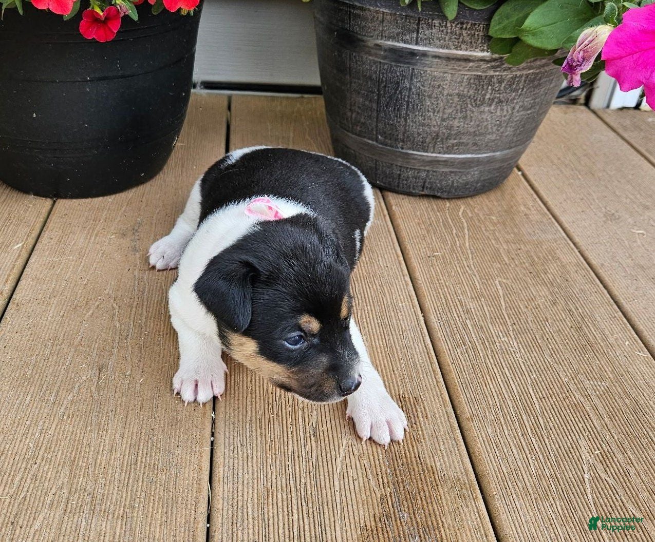 Rat Terrier dogs Leah - Ad 2