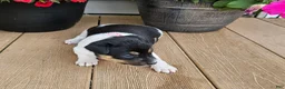 Rat Terrier dogs for sale: Leah - Ad 2