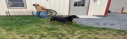 Rottweiler dogs for sale: Rottweiler 1 - Ad 7
