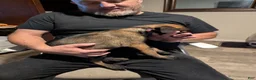 Belgian Malinois dogs for sale: Thalia (purple collar) - Ad 2