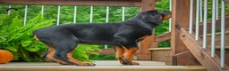 Rottweiler dogs for sale:  Sasha 🐾 - Ad 8