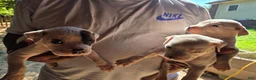 American Bulldog dogs for sale: American Bulldog 7 - Ad 9