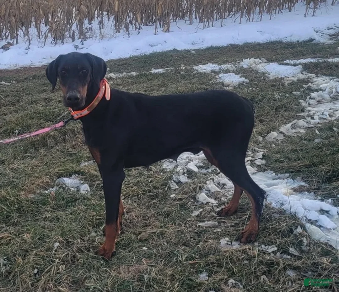 Doberman Pinscher dogs for sale: Doberman Pinscher 1 - Ad 2