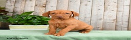 Vizsla dogs for sale: Harmony - Ad 2