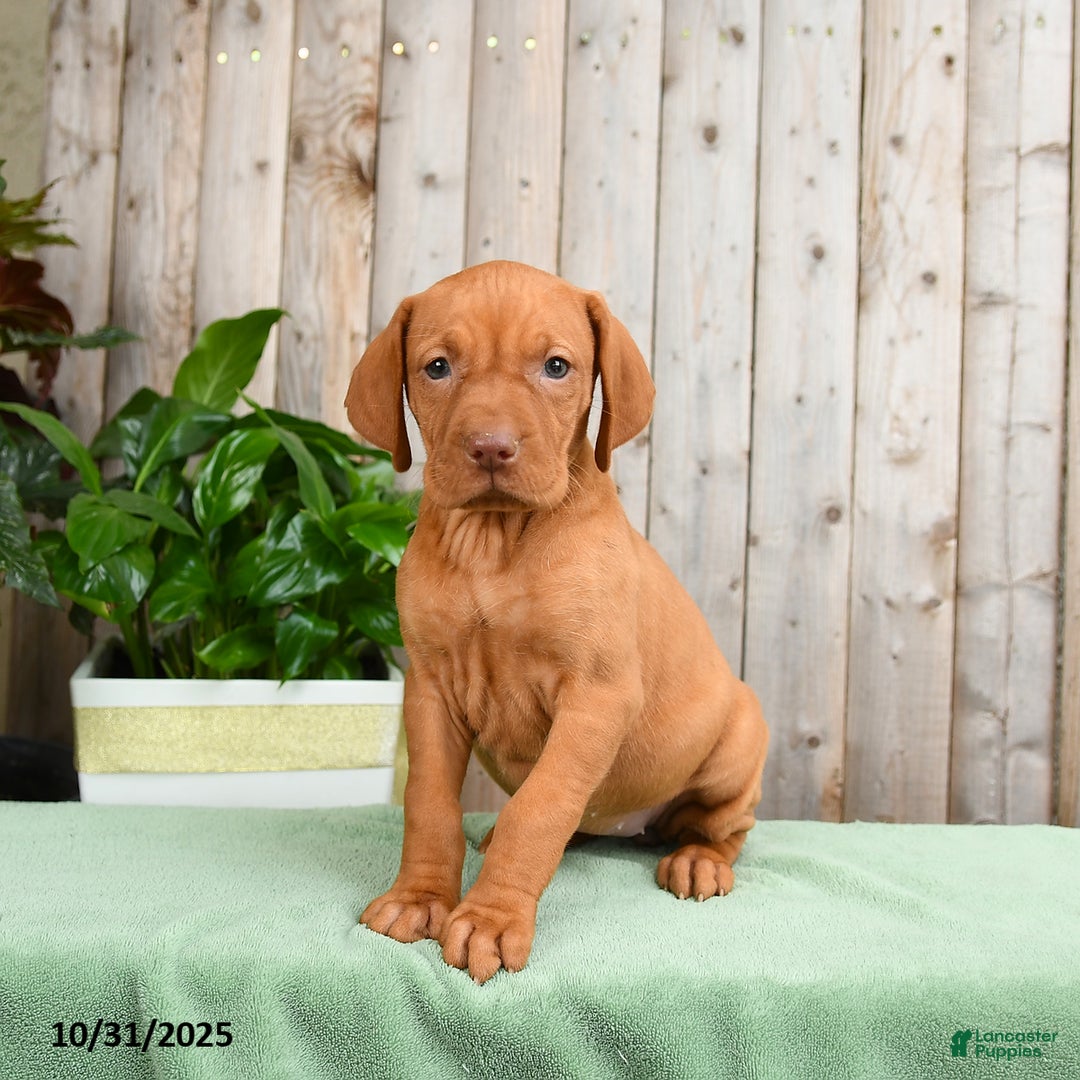Vizsla dogs for sale: Harmony - Ad 2