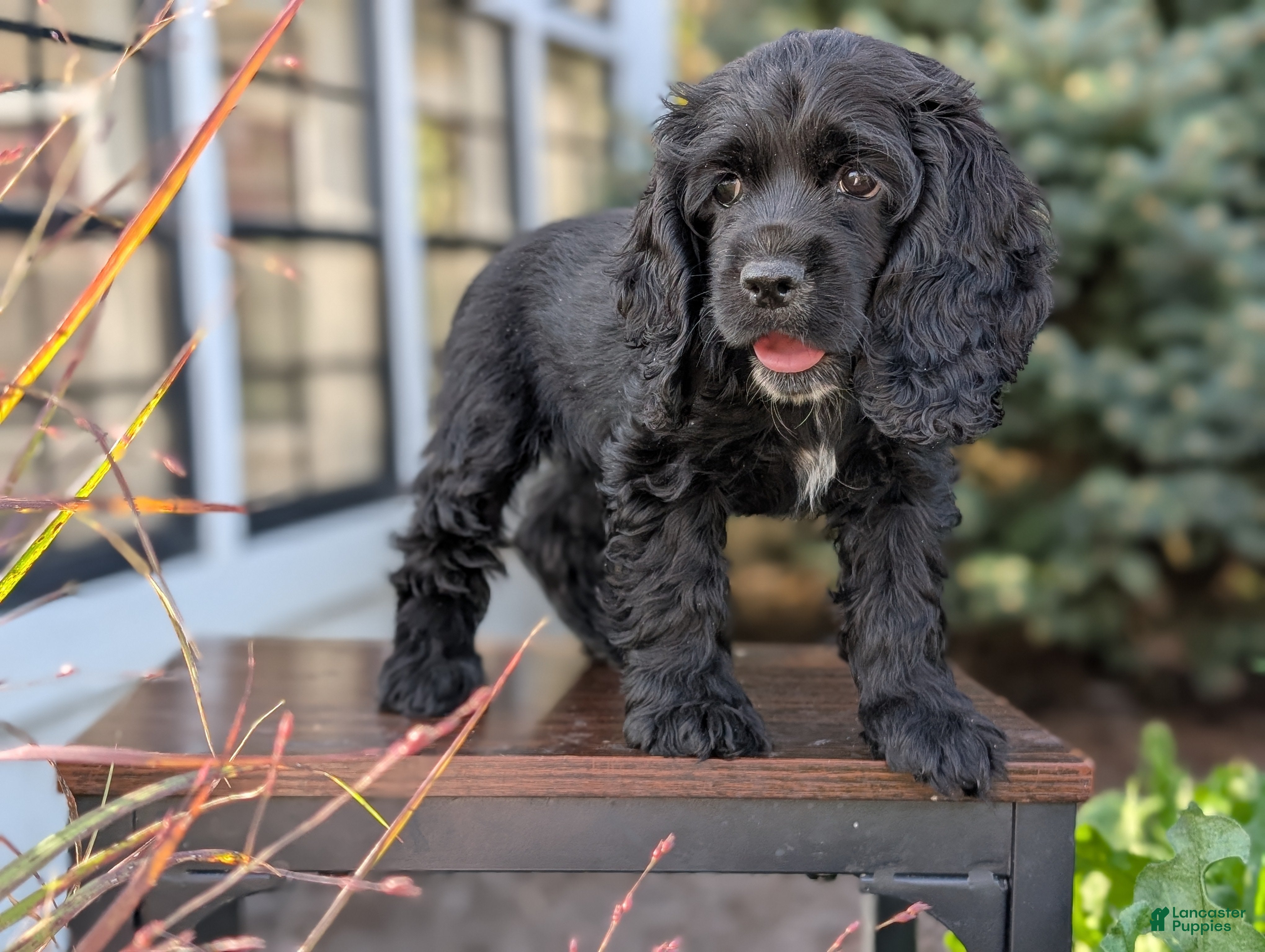English Cocker Spaniel Puppies for sale in Albany, New York