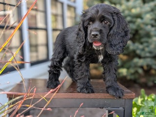 English Cocker Spaniel dogs - Ad 10