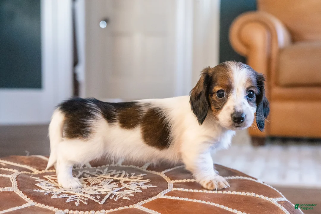 Miniature Dachshund dogs for sale: Ingrid Floppenstein - Ad 3