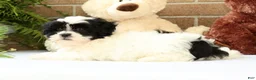 Shih Tzu dogs for sale: Willow - Ad 6