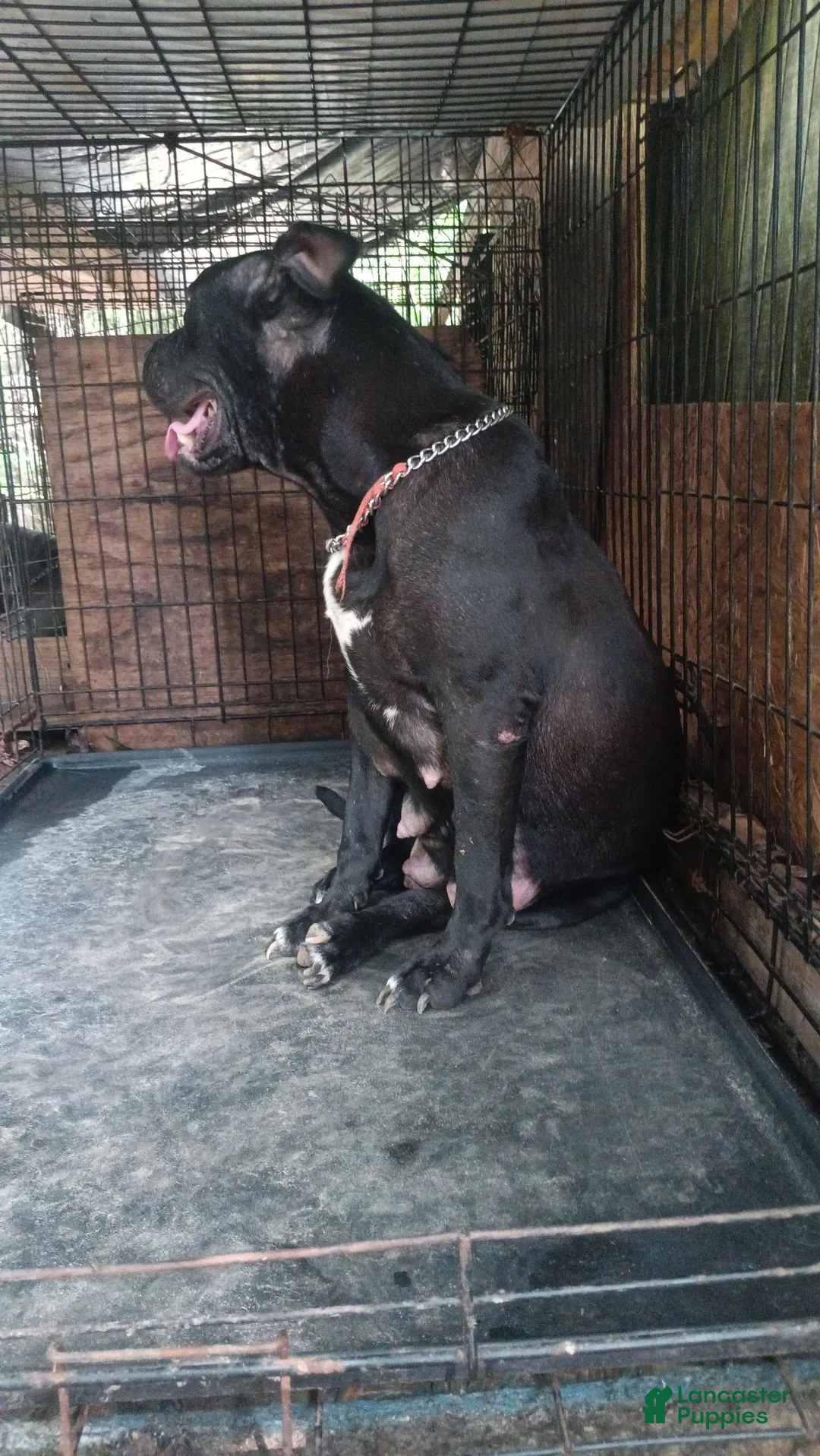 American Bully dogs for sale: American Bully 4 - Ad 2