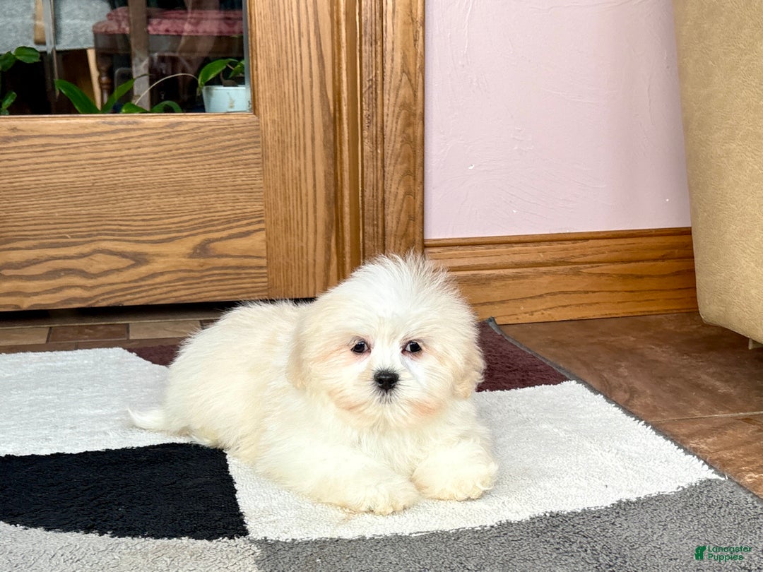 Lhasa Apso dogs for sale: Laura - Ad 7