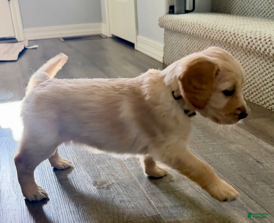 Golden Retriever dogs Little Girl Cream - Ad 2