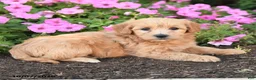 Mini Goldendoodle dogs for sale: Roxie - Ad 2