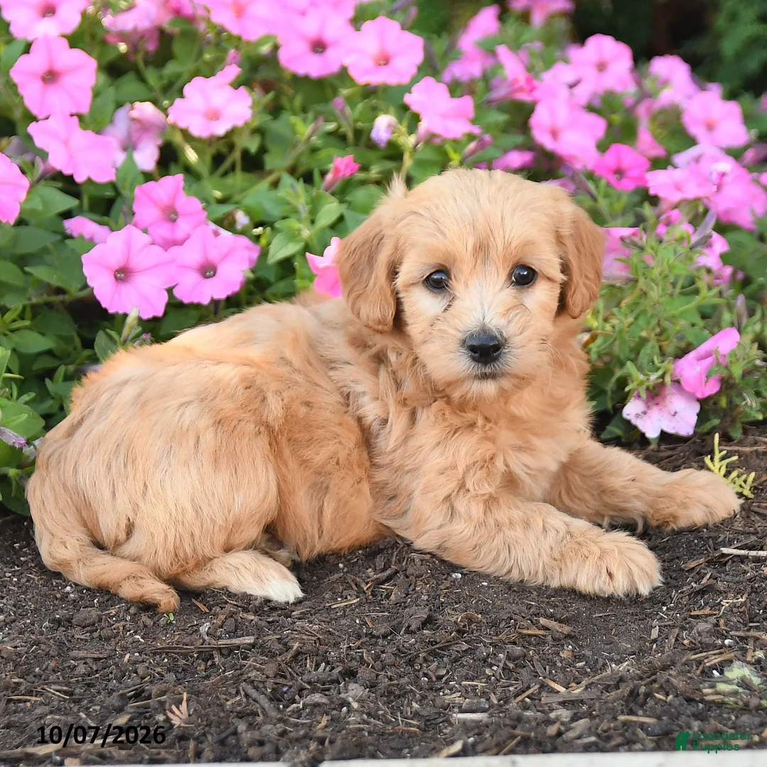Mini Goldendoodle dogs for sale: Roxie - Ad 2