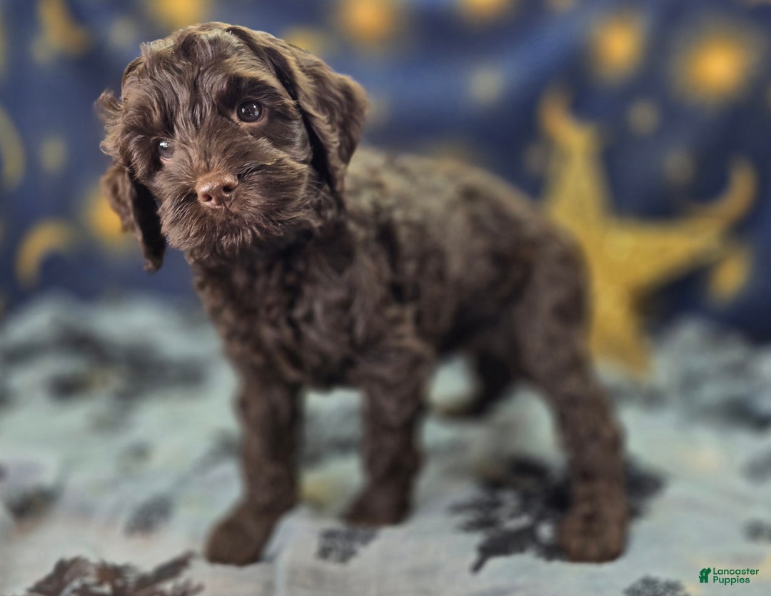 Cockapoo dogs for sale: Breeze - Ad 9