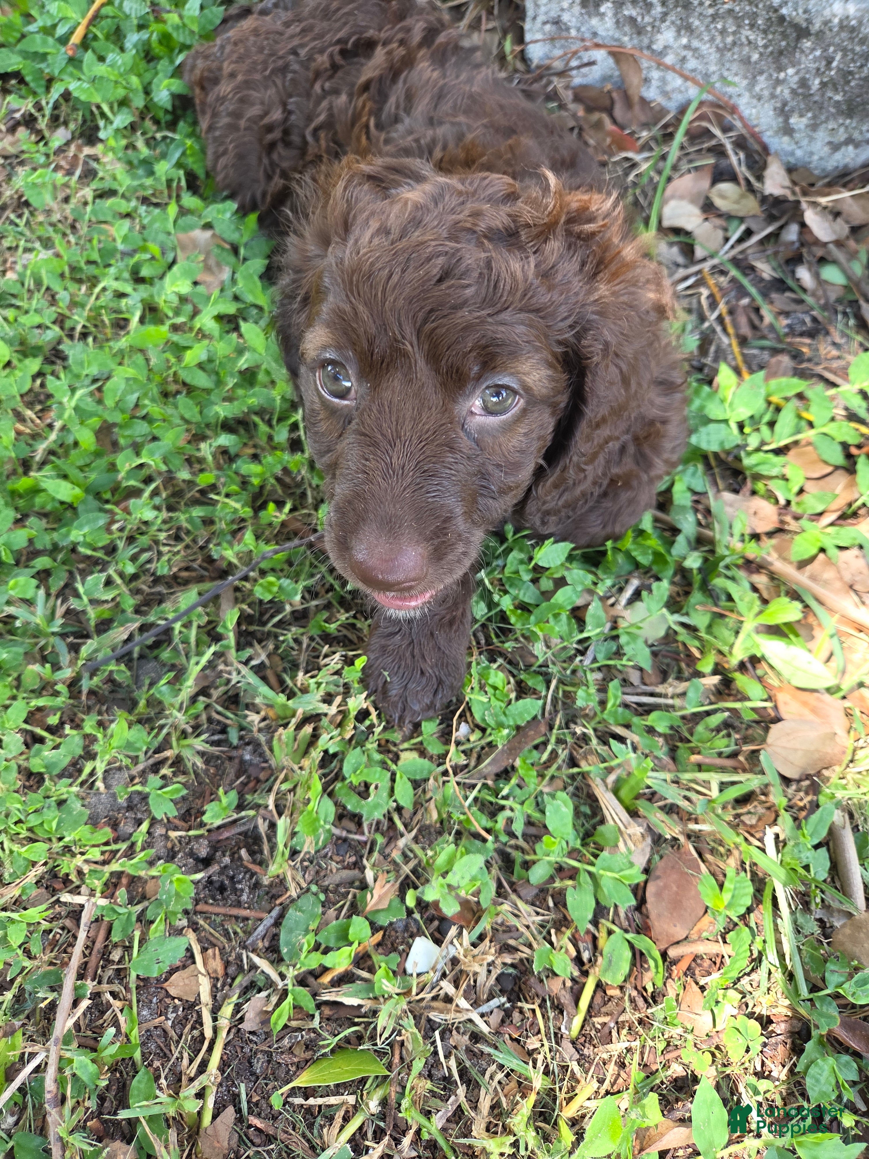 Mixed Breed dogs Bonnie - Ad 27