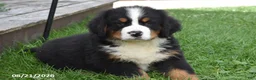 Bernese Mountain Dog dogs for sale: Mac - Ad 4