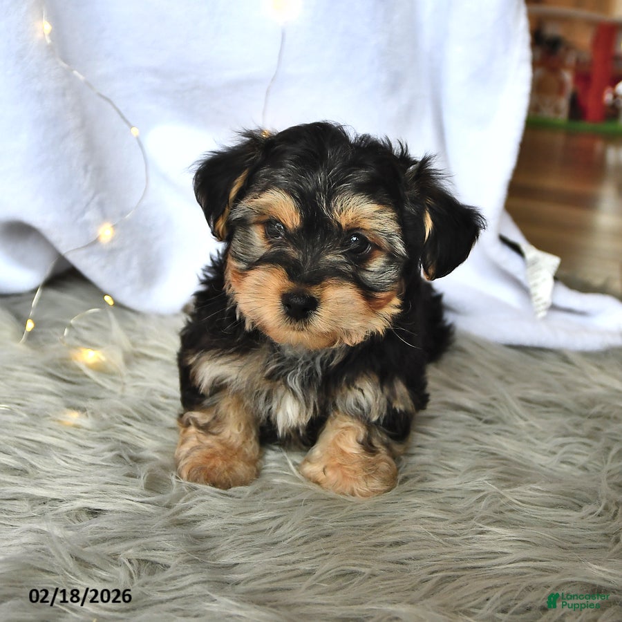 Morkie dogs Buddy - Ad 2