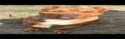 American Bully dogs for stud: Big Suge  - Ad 16