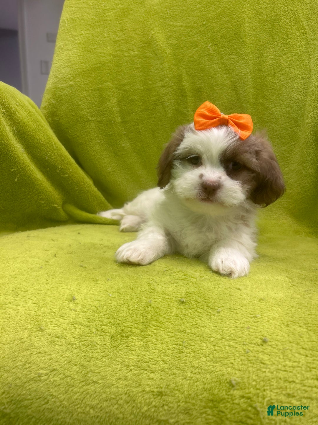 Teddy Bear dogs for sale: Teddy Bear Puppy 3 - Ad 1