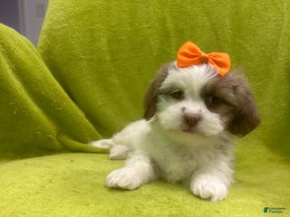 Teddy Bear dogs Teddy Bear Puppy 3 - Ad 39