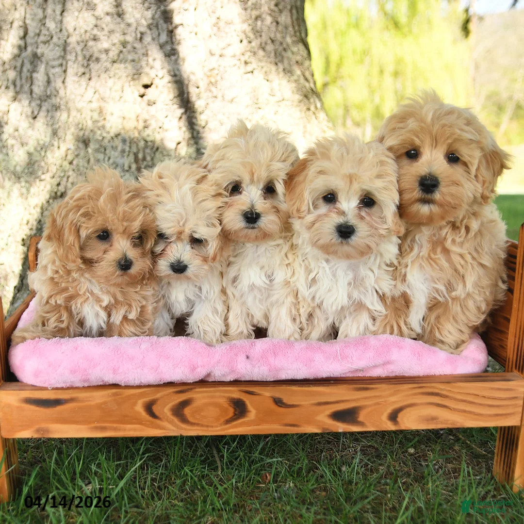 Maltipoo dogs for sale: Kade - Ad 5