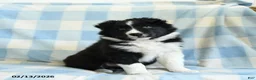 Border Collie dogs for sale: Jack  - Ad 5