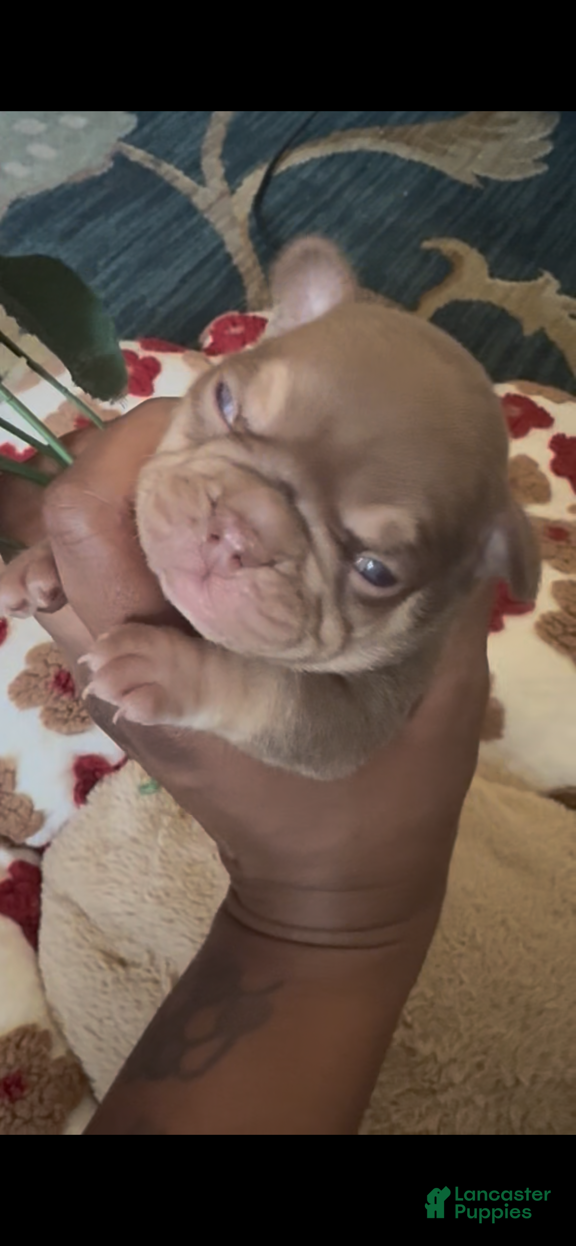 French Bulldog dogs Kali  - Ad 1