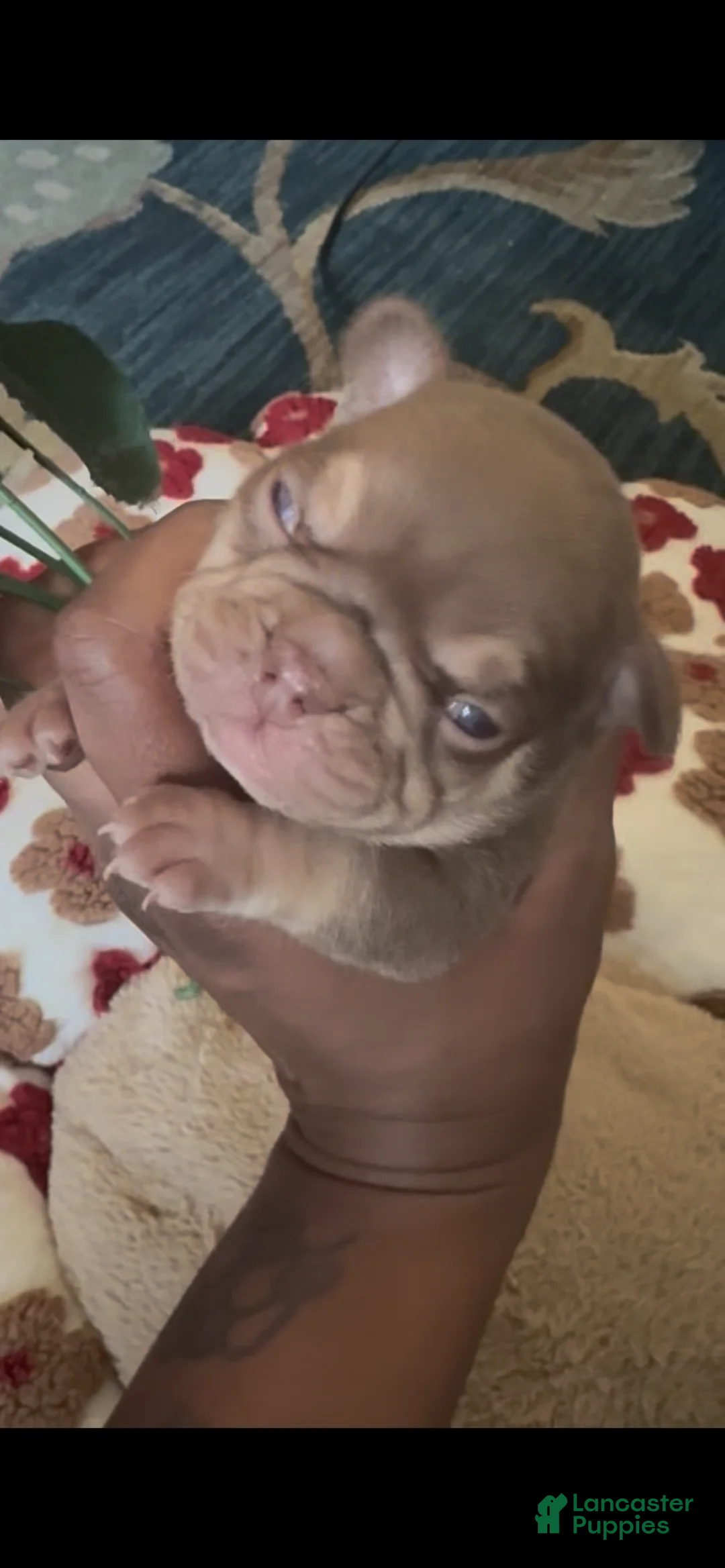 French Bulldog dogs for sale: Kali  - Ad 1