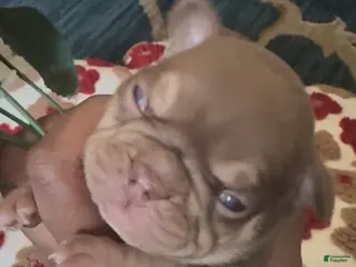 French Bulldog dogs for sale: Kali - Ad 4