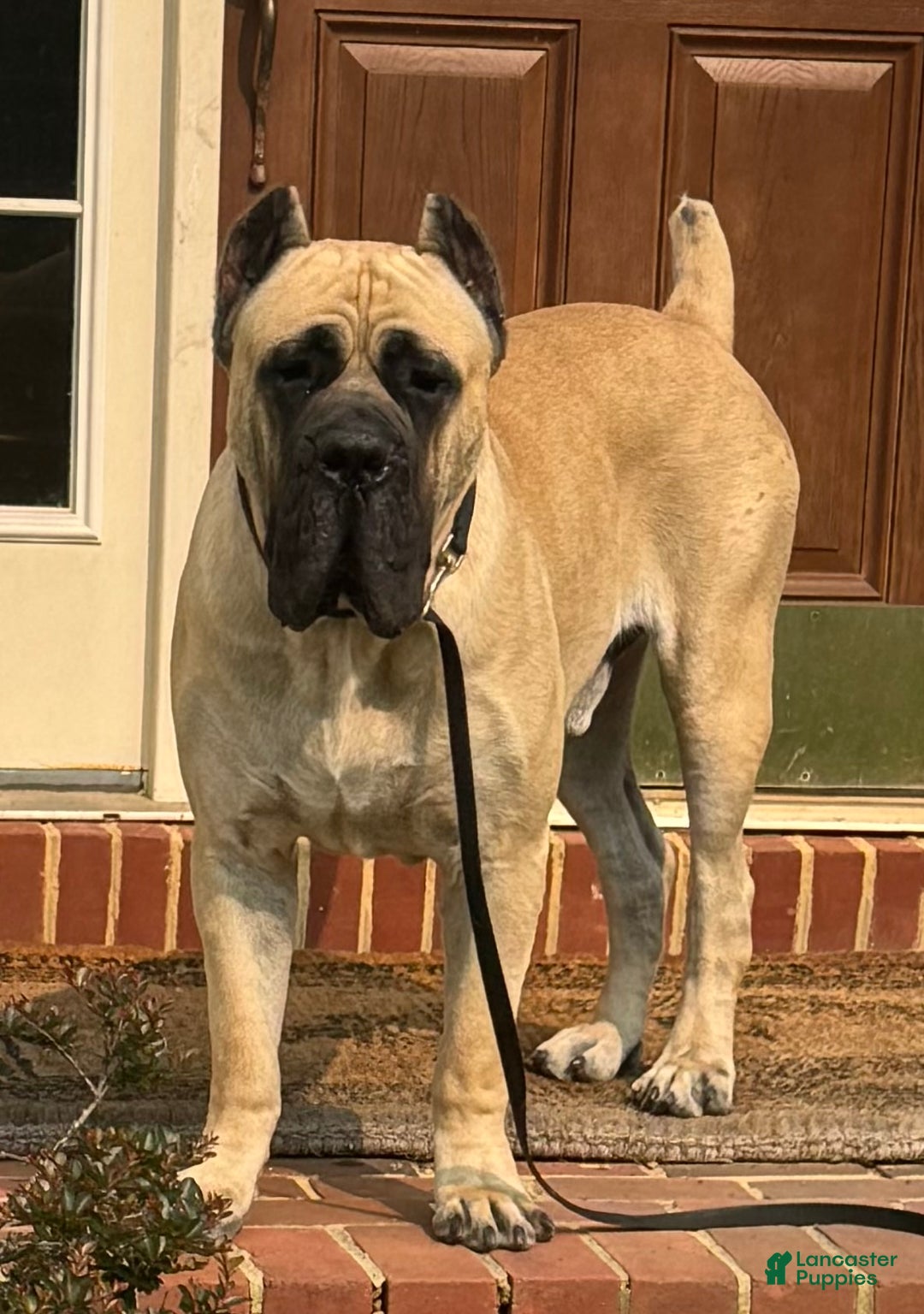 Fawn Pit Corso Cane Corso Dogs For Stud Lancaster Puppies