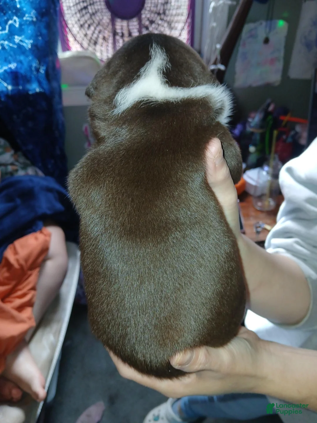 Mixed Breed dogs for sale: Mixed Breed 3 - Ad 2