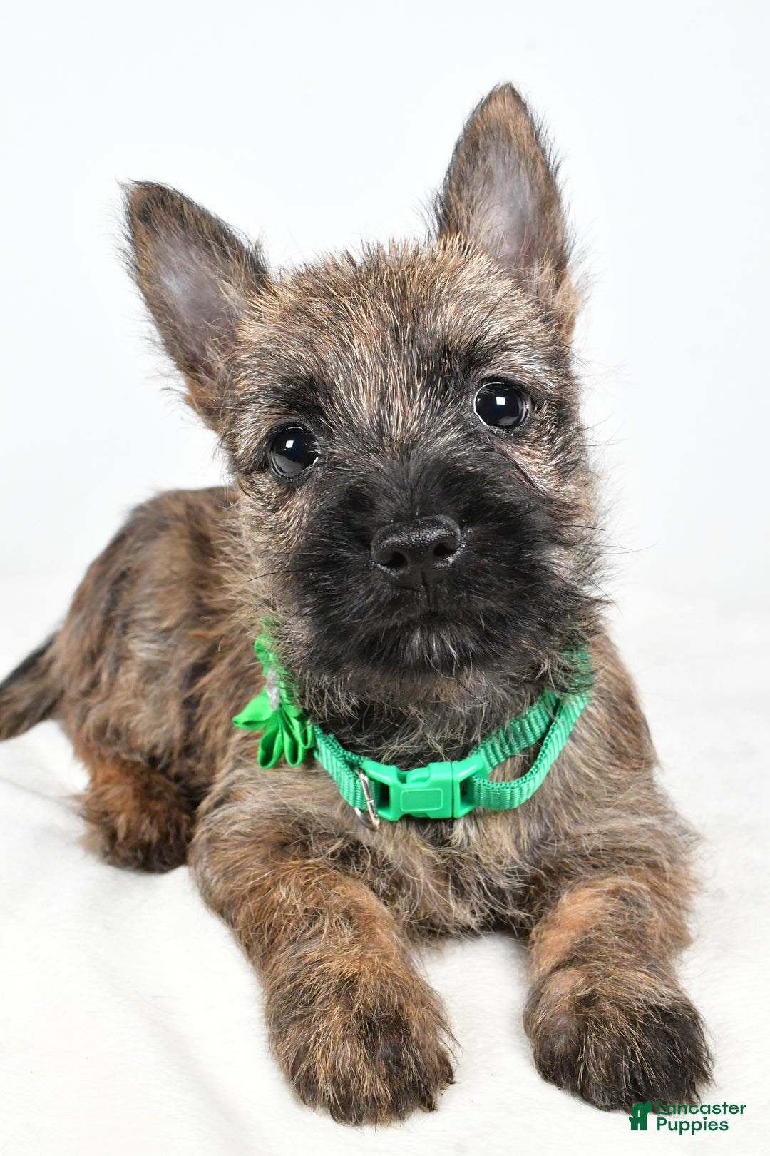 Cairn Terrier dogs for sale: Gabby - Ad 5