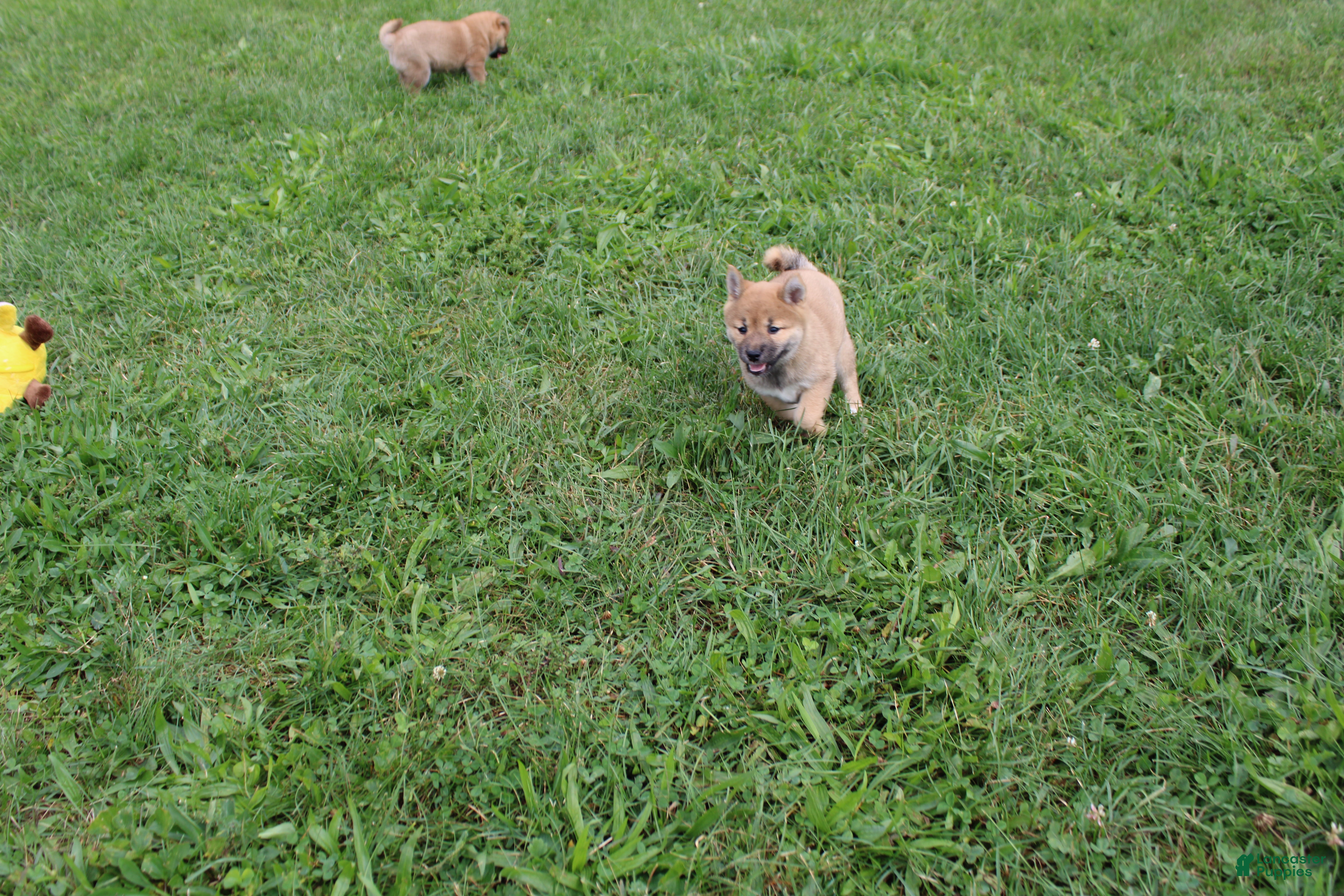 Shiba Inu dogs Chili - Ad 1