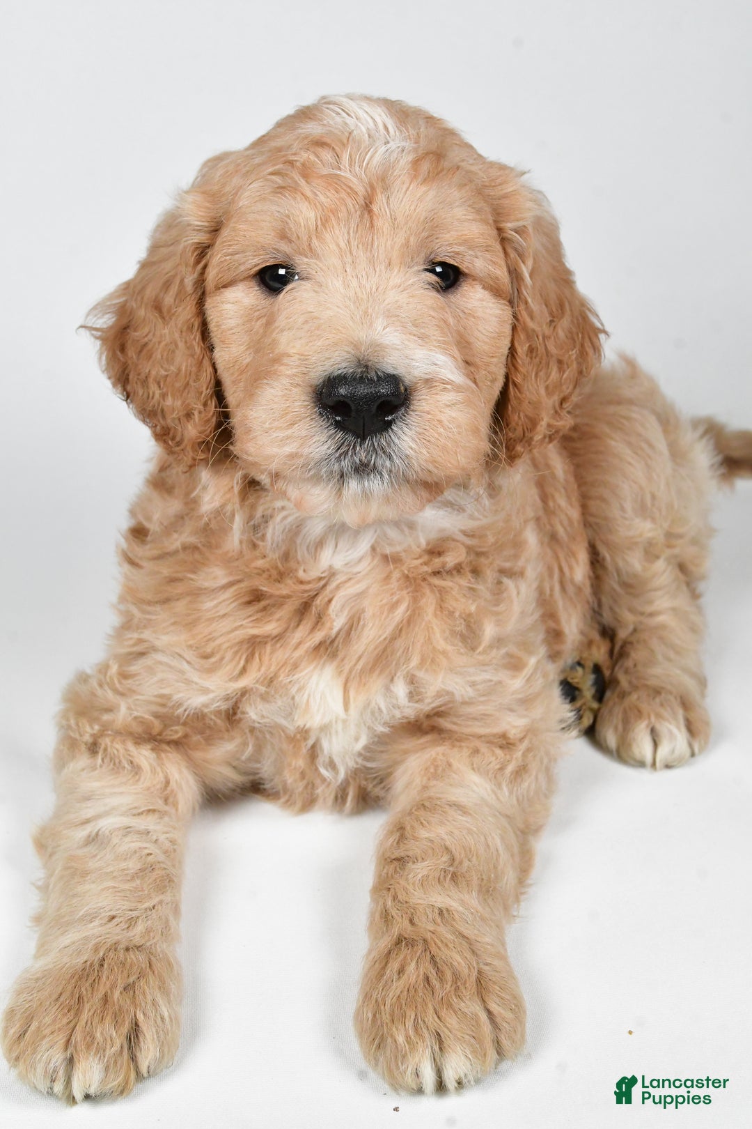 Labradoodle dogs for sale: Newton - Ad 6