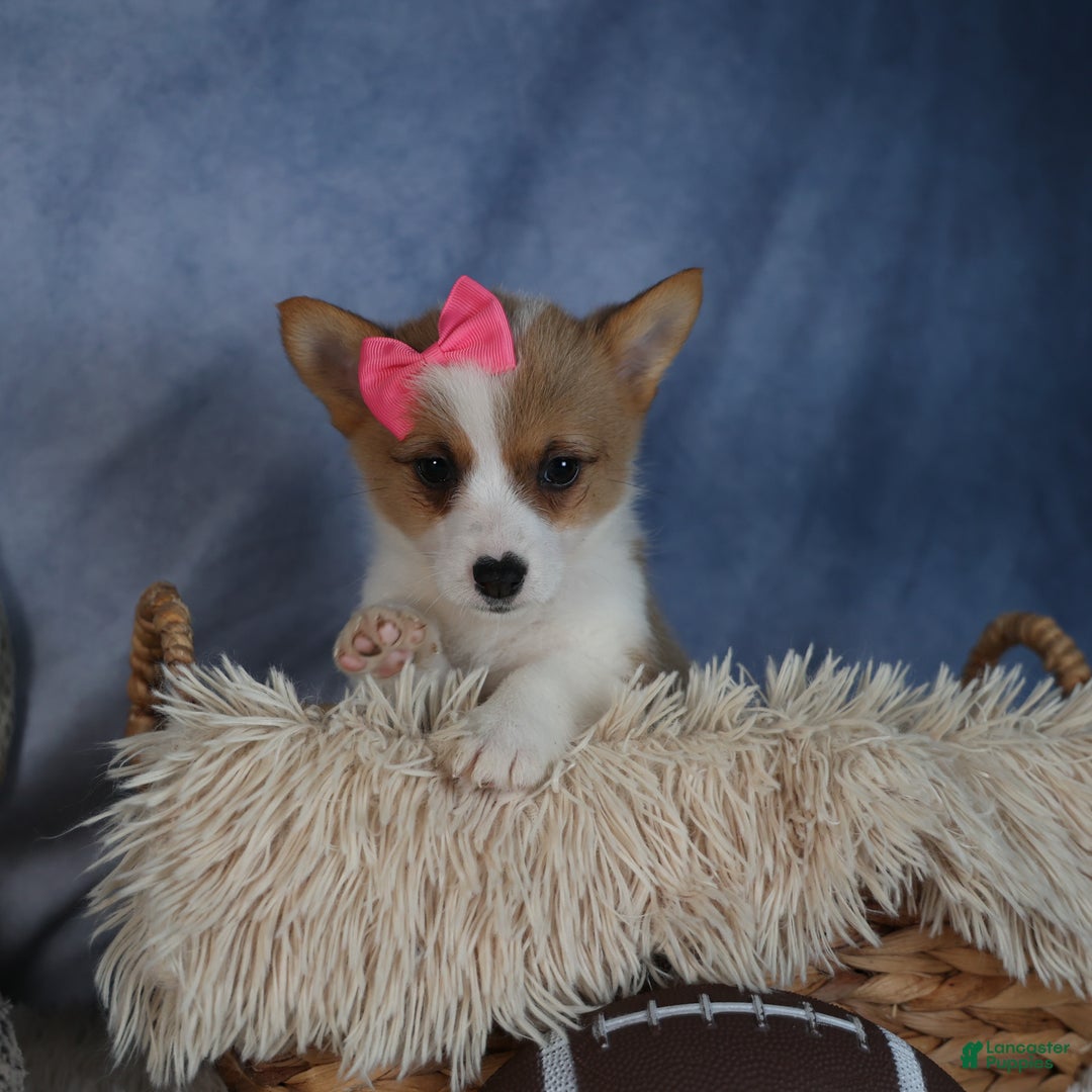Welsh Corgi Pembroke dogs for sale: Dixie - Ad 8