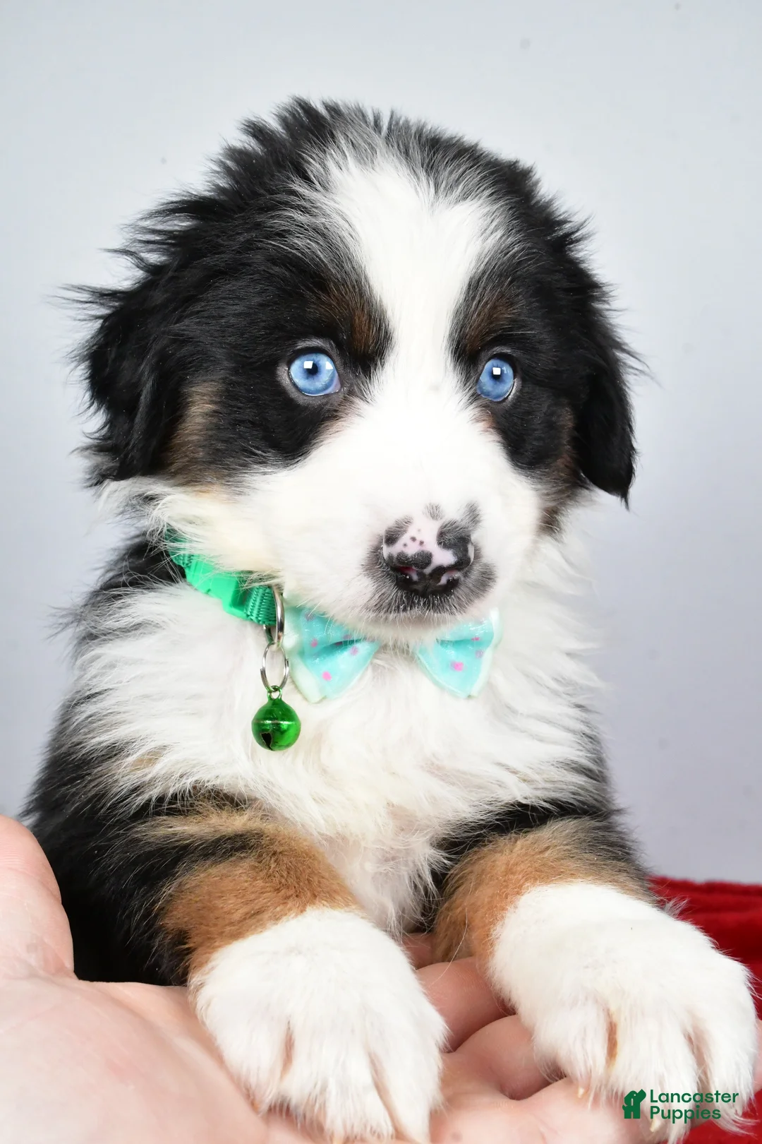 Miniature Australian Shepherd dogs for sale: Rambo - Ad 4