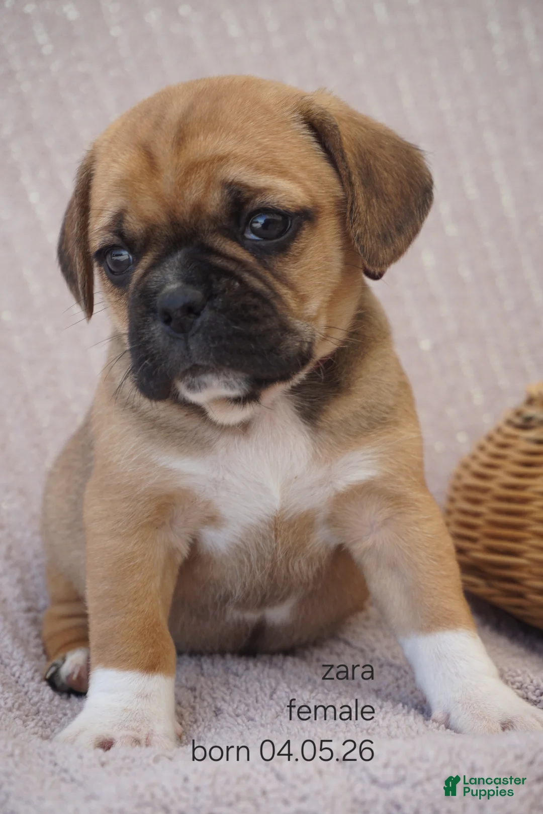 Puggle dogs for sale: Zara - Ad 1