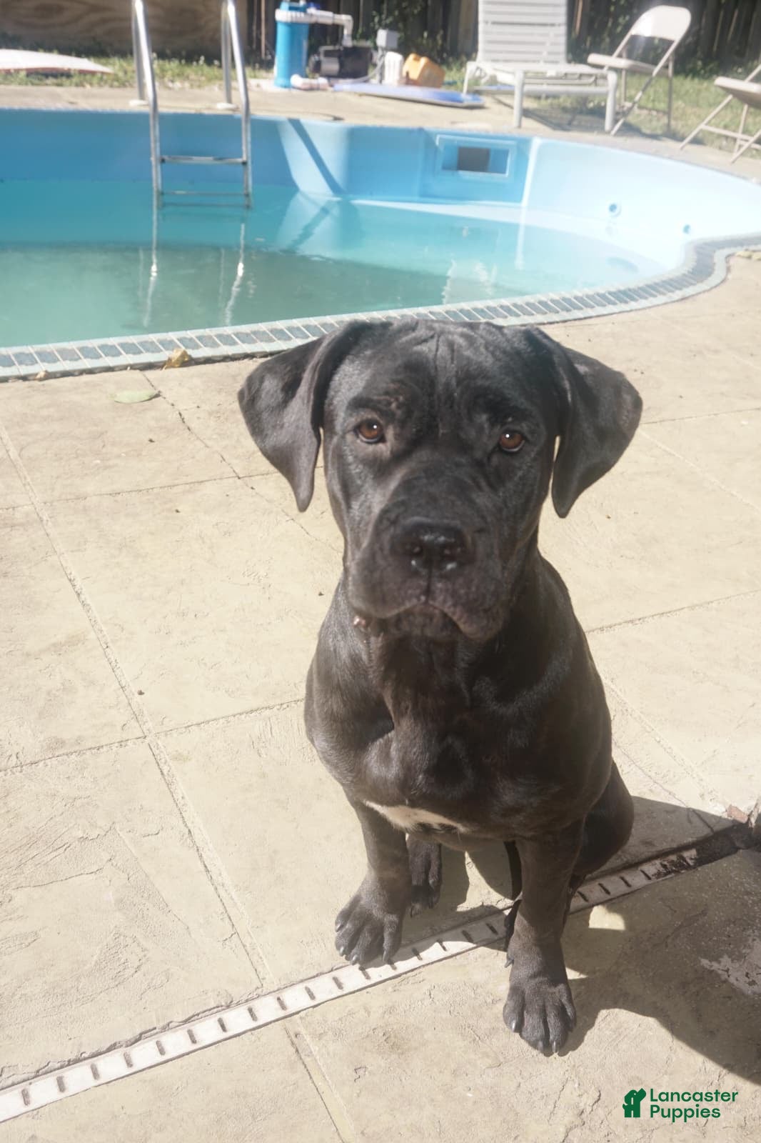 Nova