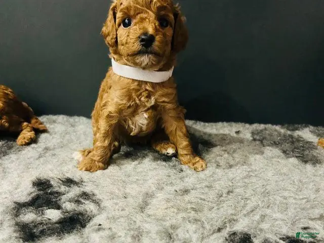 Toy Poodle dogs Mila - Ad 42