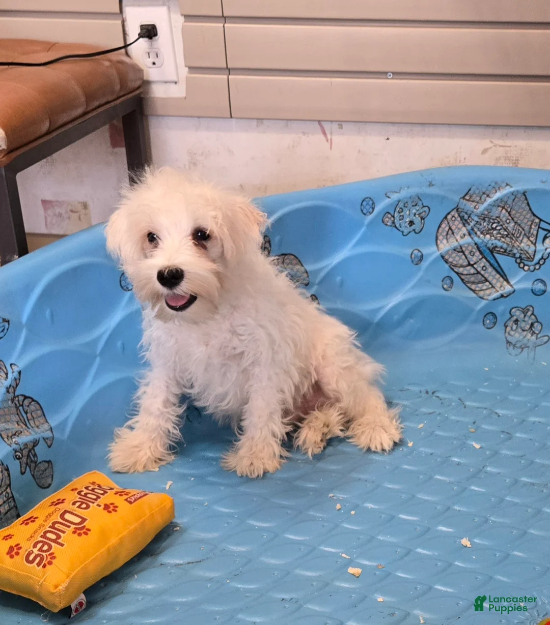 Miniature Schnauzer dogs for sale: Steve - Ad 2